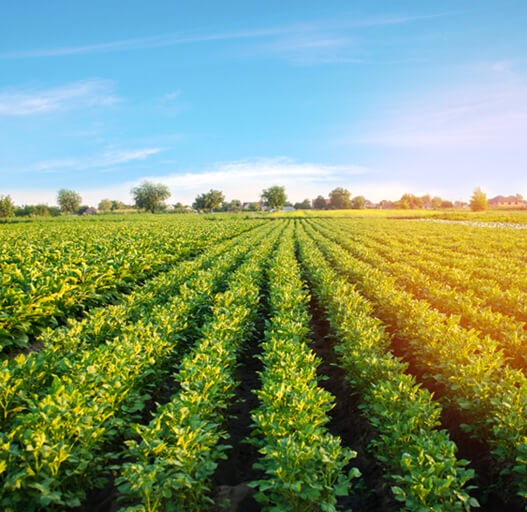 Increasing Green Cover